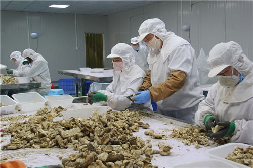 東海縣石湖鄉(xiāng) 小香菇撐起富民大產業(yè)